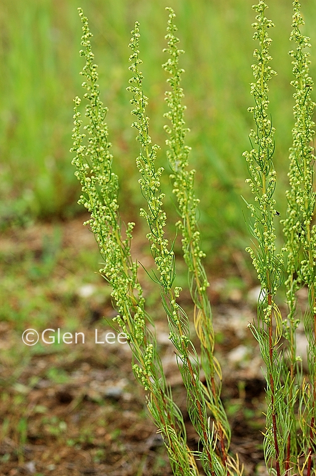 Artemisia campestris