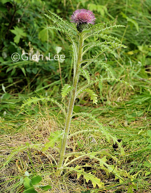 Cirsium drummondii