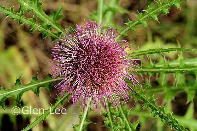 Cirsium drummondii