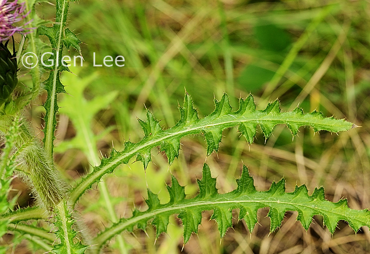 Cirsium drummondii