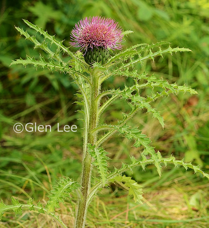 Cirsium drummondii