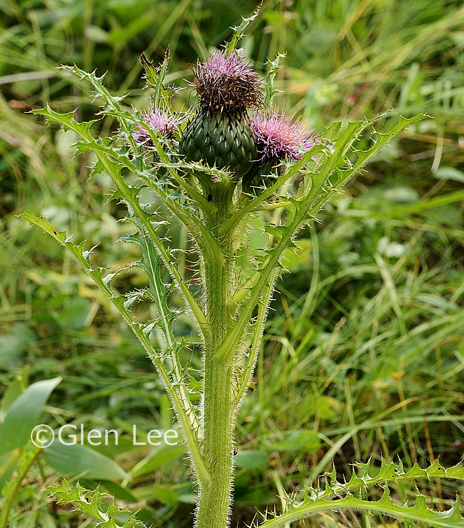 Cirsium drummondii