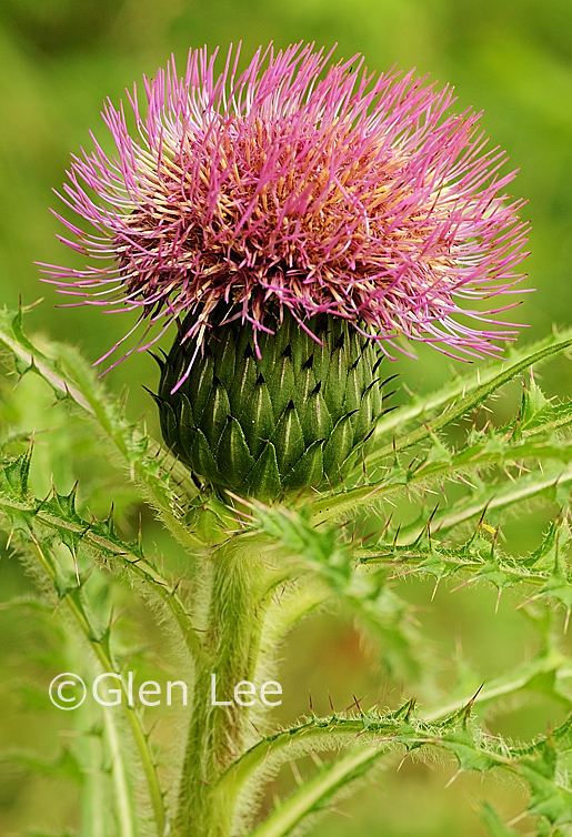 Cirsium drummondii