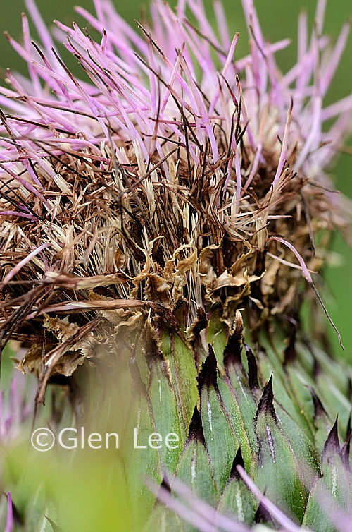 Cirsium drummondii