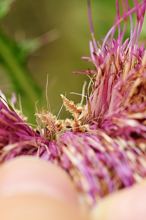 Cirsium drummondii