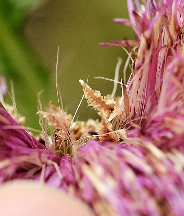 Cirsium drummondii