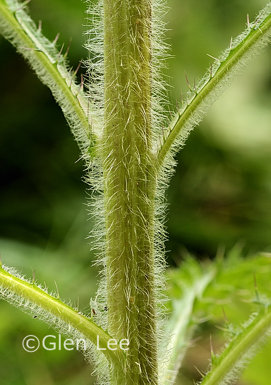 Cirsium drummondii