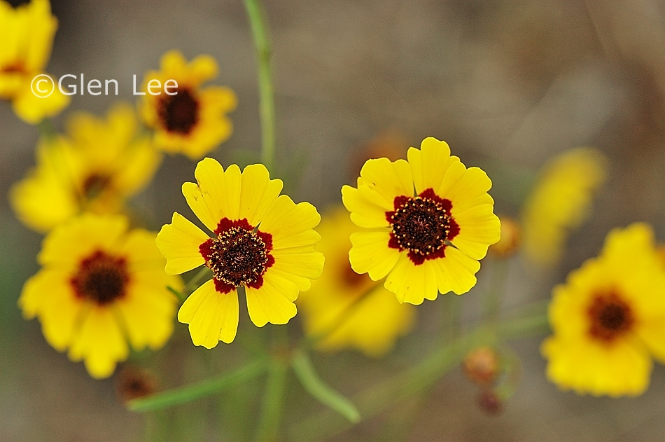 Coreopsis tinctoria photos Saskatchewan Wildflowers