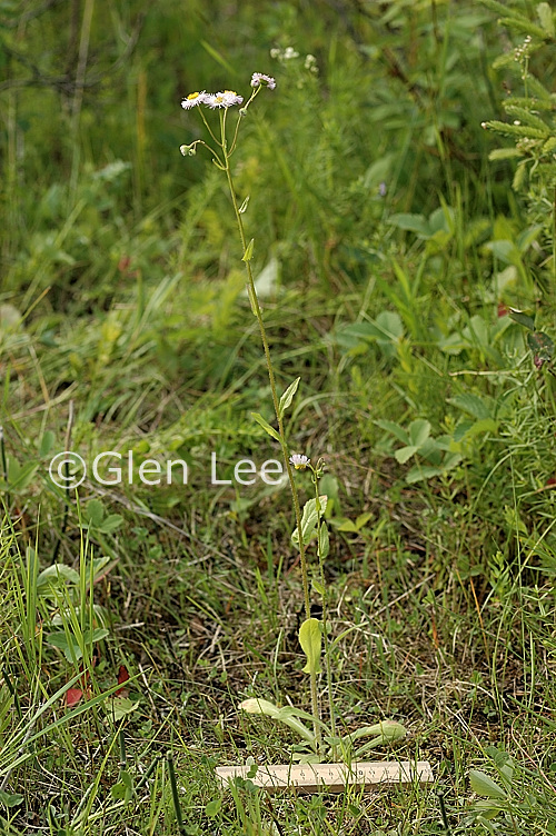 Erigeron philadelphicus