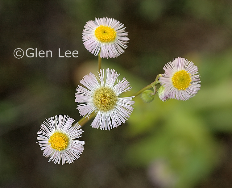 Erigeron philadelphicus