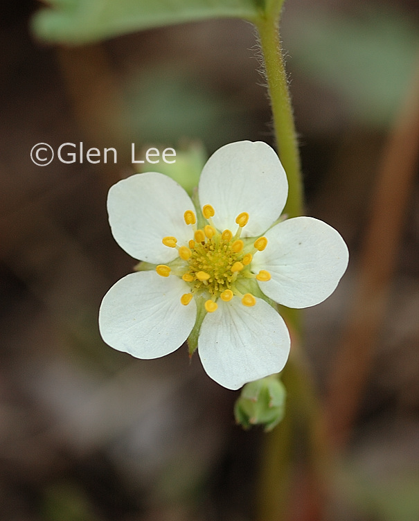 Fragaria virginiana