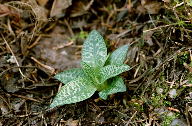 Goodyera repens