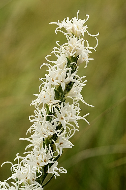 Liatris punctata