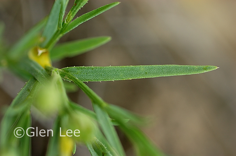 Linum rigidum