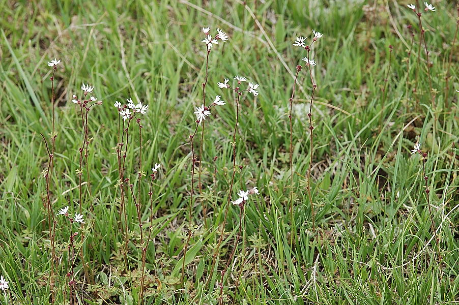 Lithophragma glabrum