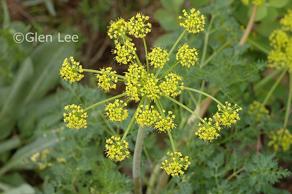 Lomatium dissectum