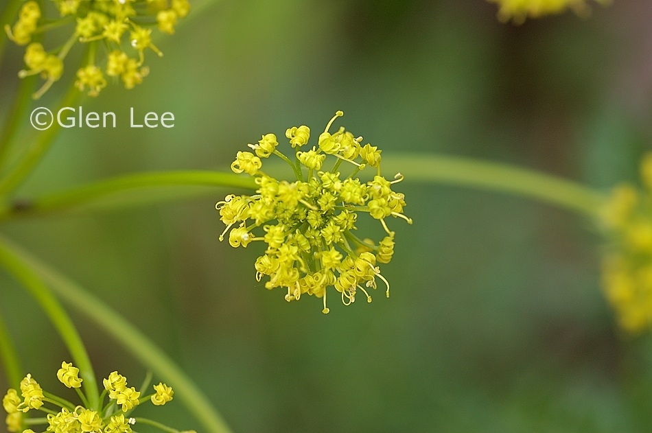 Lomatium dissectum