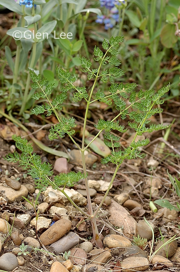 Lomatium dissectum