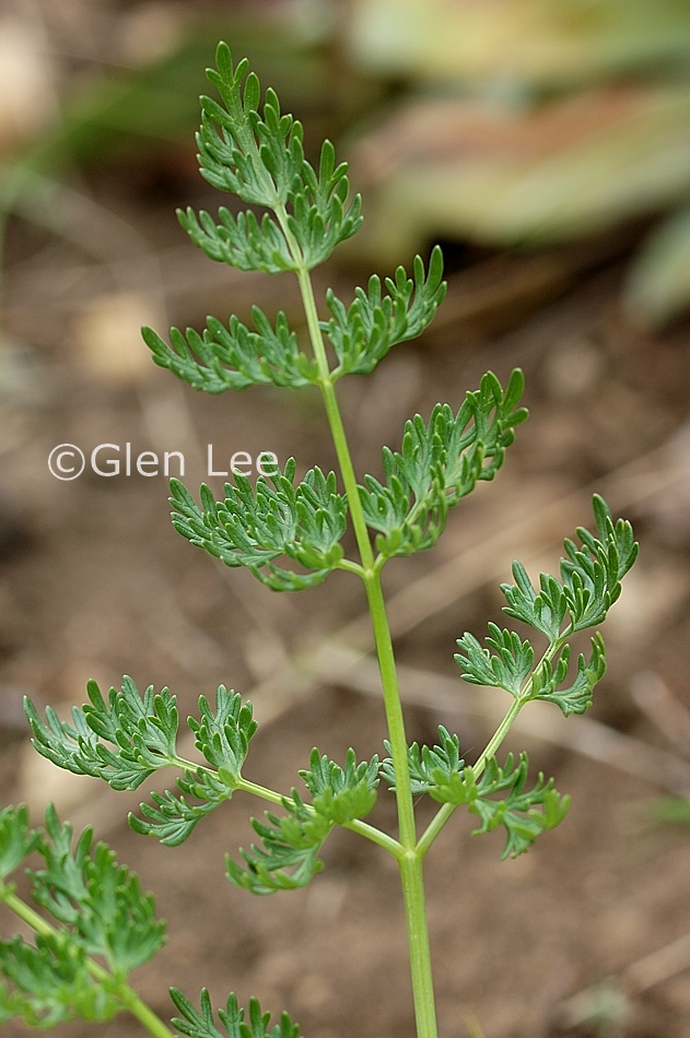 Lomatium dissectum