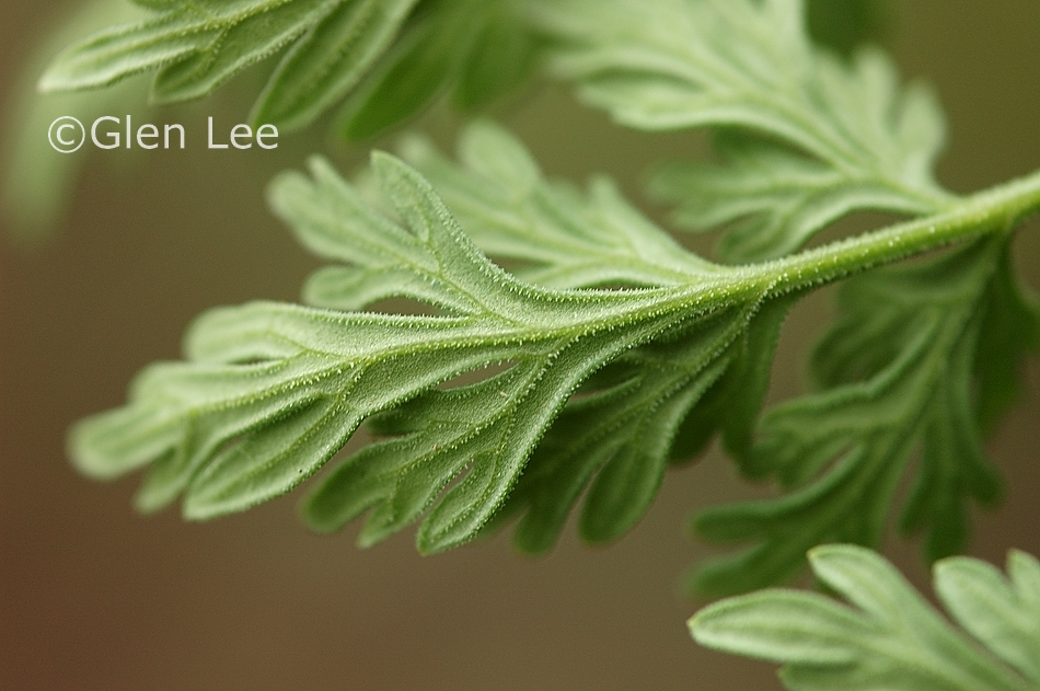 Lomatium dissectum