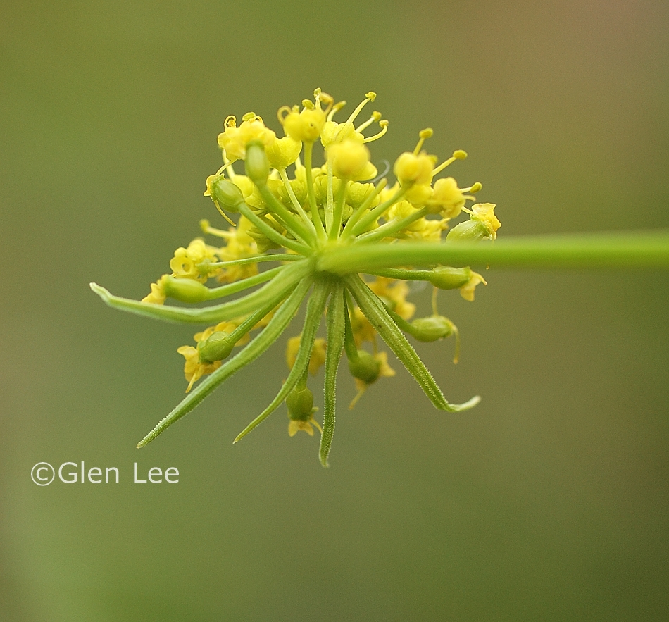 Lomatium dissectum