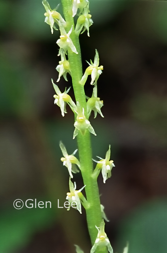 Malaxis monophyllos var. brachypoda