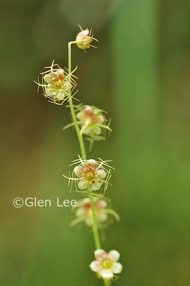 Ruta chalepensis - medicinal and other uses