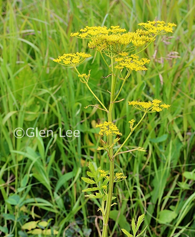 Pastinaca sativa photos Saskatchewan Wildflowers