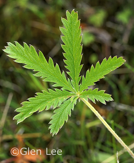 Potentilla gracilis