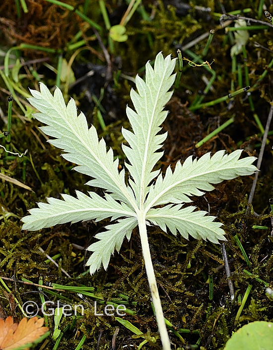 Potentilla gracilis