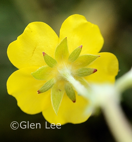 Potentilla gracilis