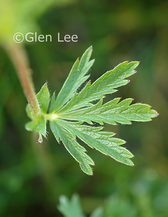 Potentilla gracilis