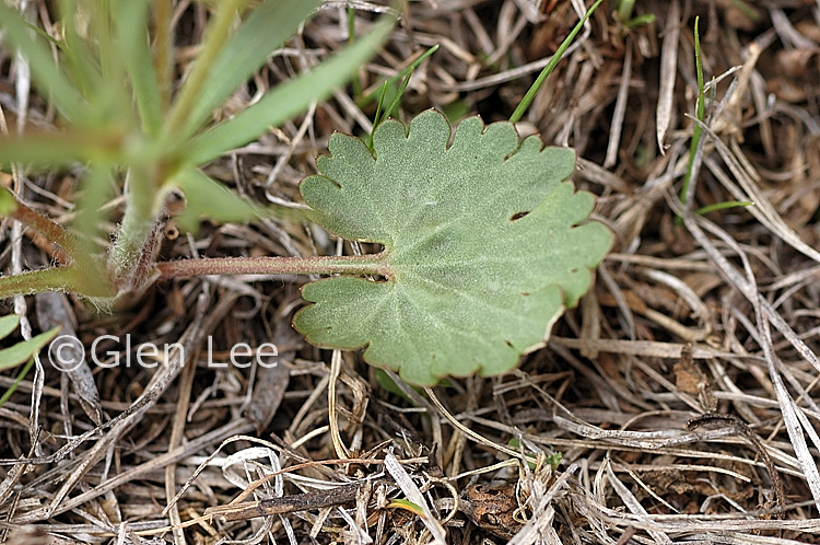 Ranunculus cardiophyllus