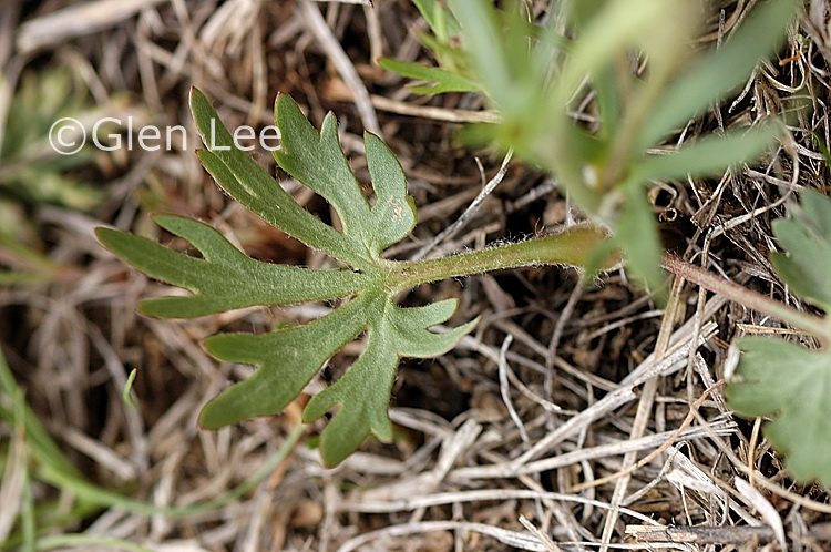 Ranunculus cardiophyllus