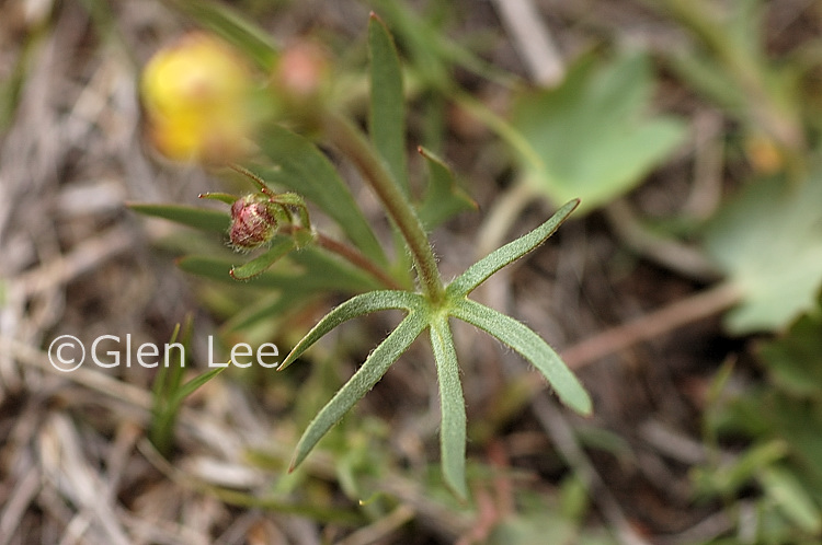 Ranunculus cardiophyllus