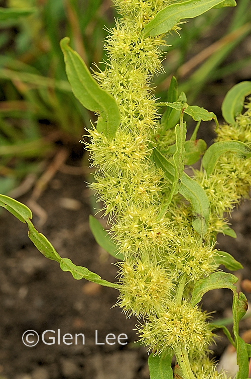 Rumex maritimus