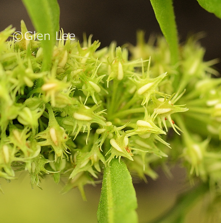 Rumex maritimus