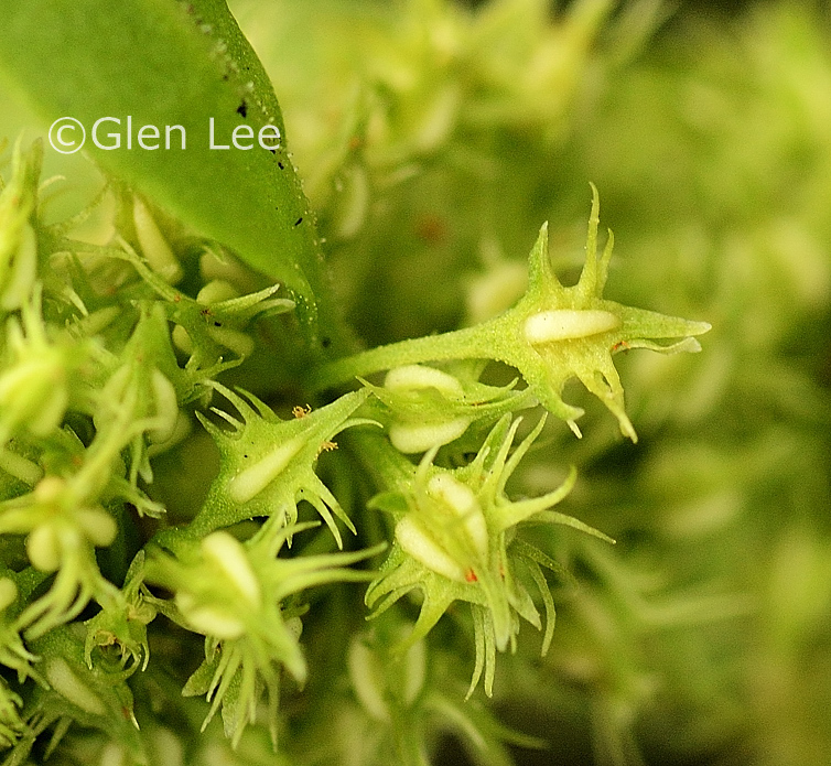 Rumex maritimus