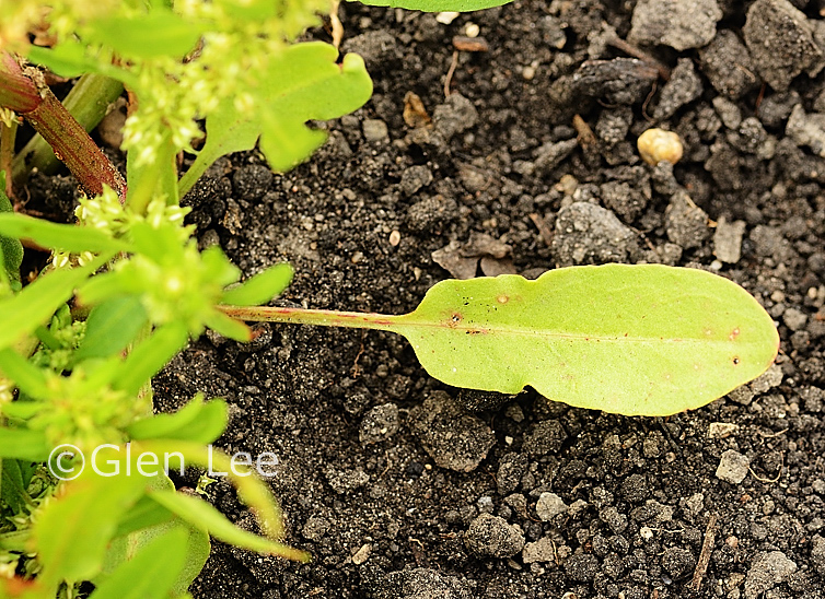 Rumex maritimus