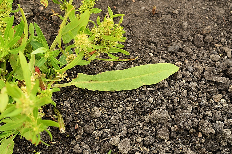 Rumex maritimus