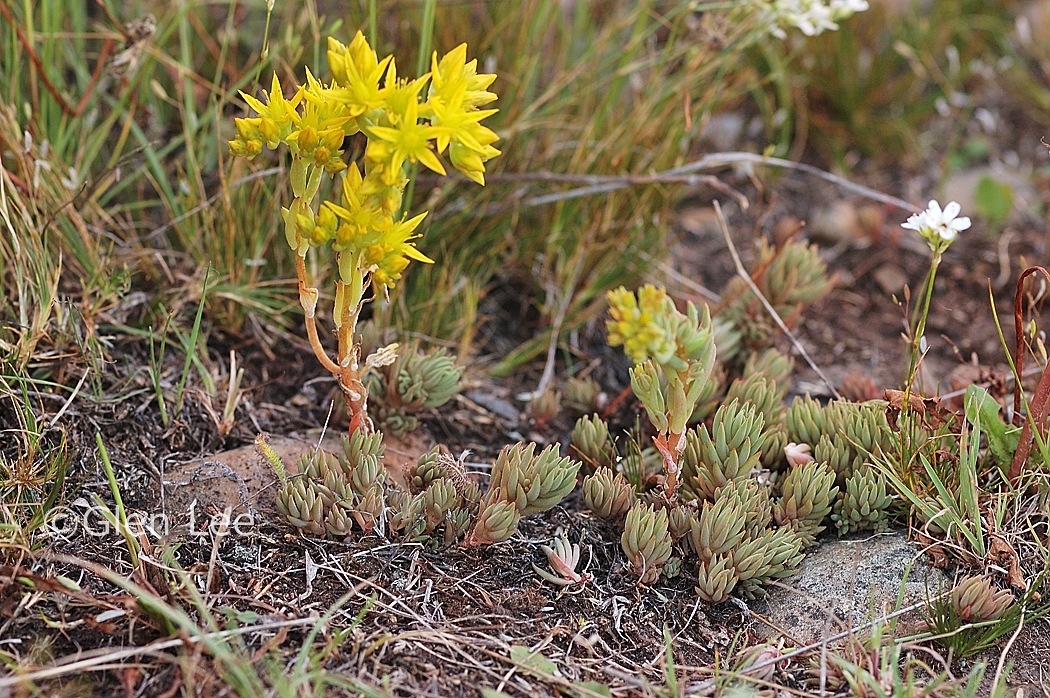 Sedum Lanceolatum