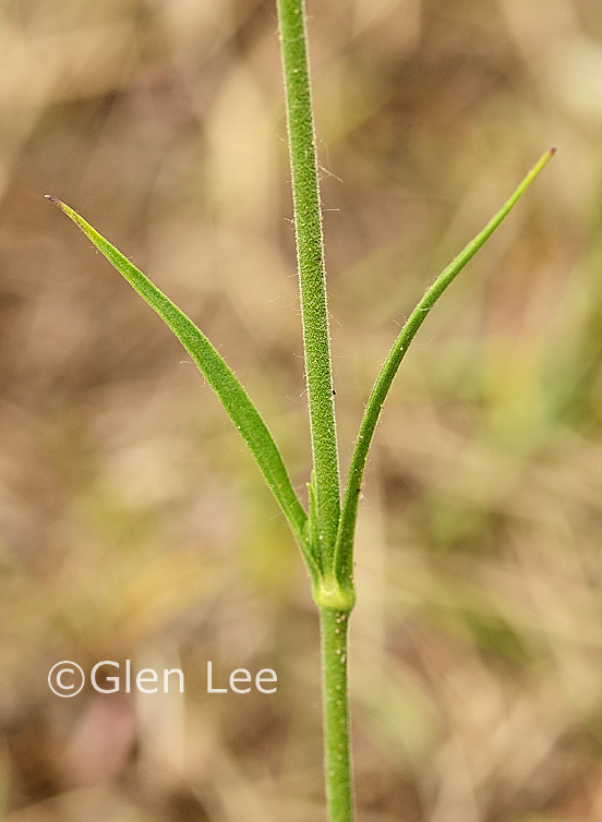 Silene drummondii