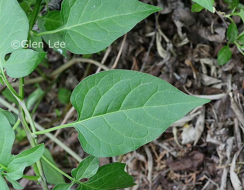 Solanum dulcamara photos Saskatchewan Wildflowers