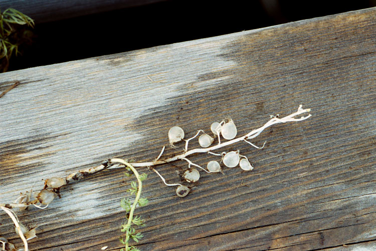 Utricularia intermedia