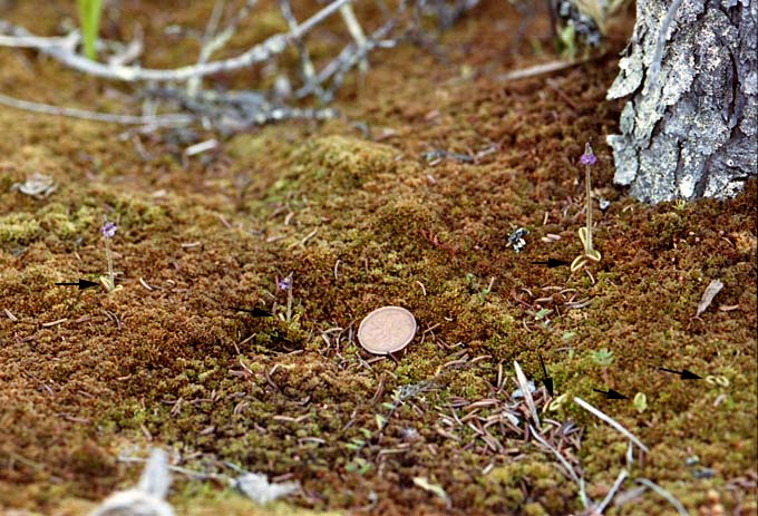 Pinguicula villosa