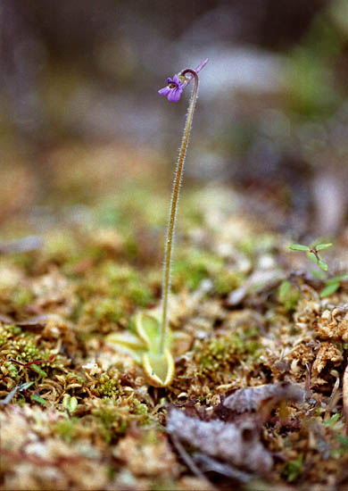 Pinguicula villosa