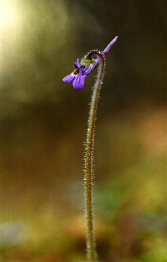 Pinguicula villosa