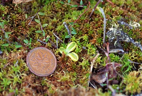 Pinguicula villosa