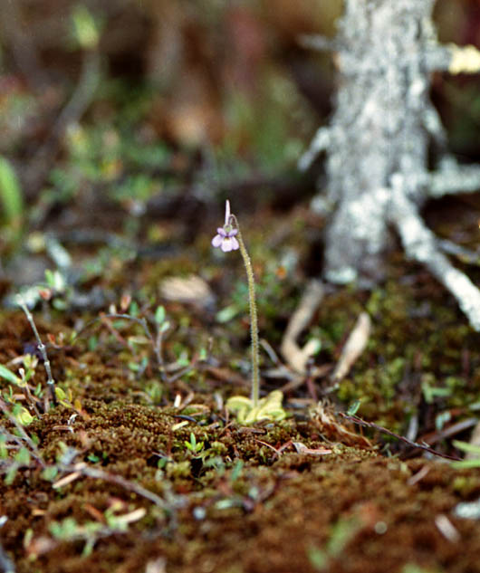 Pinguicula villosa